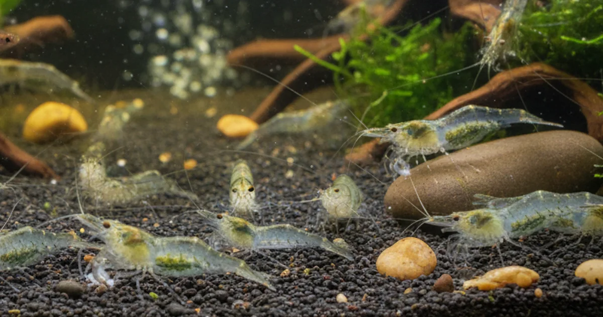 Ghost Shrimp: Complete Guide to Tankmates, Diet, and Care