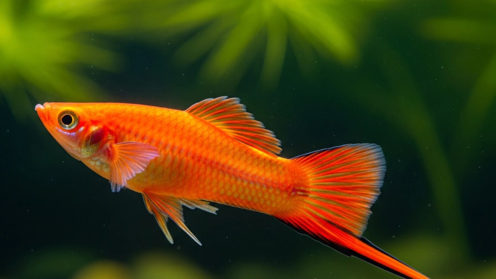 A single, bright orange male swordtail fish swimming horizontally in an aquarium, with its distinctive long, sword-like lower caudal fin. The water surface is visible at the top, and blurred green plants and colorful pebbles are in the background.