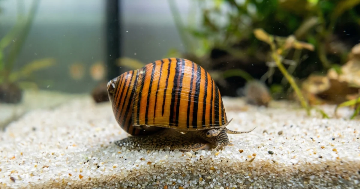 Onion Nerite Snails Guide: Water Parameters, Health, and Care