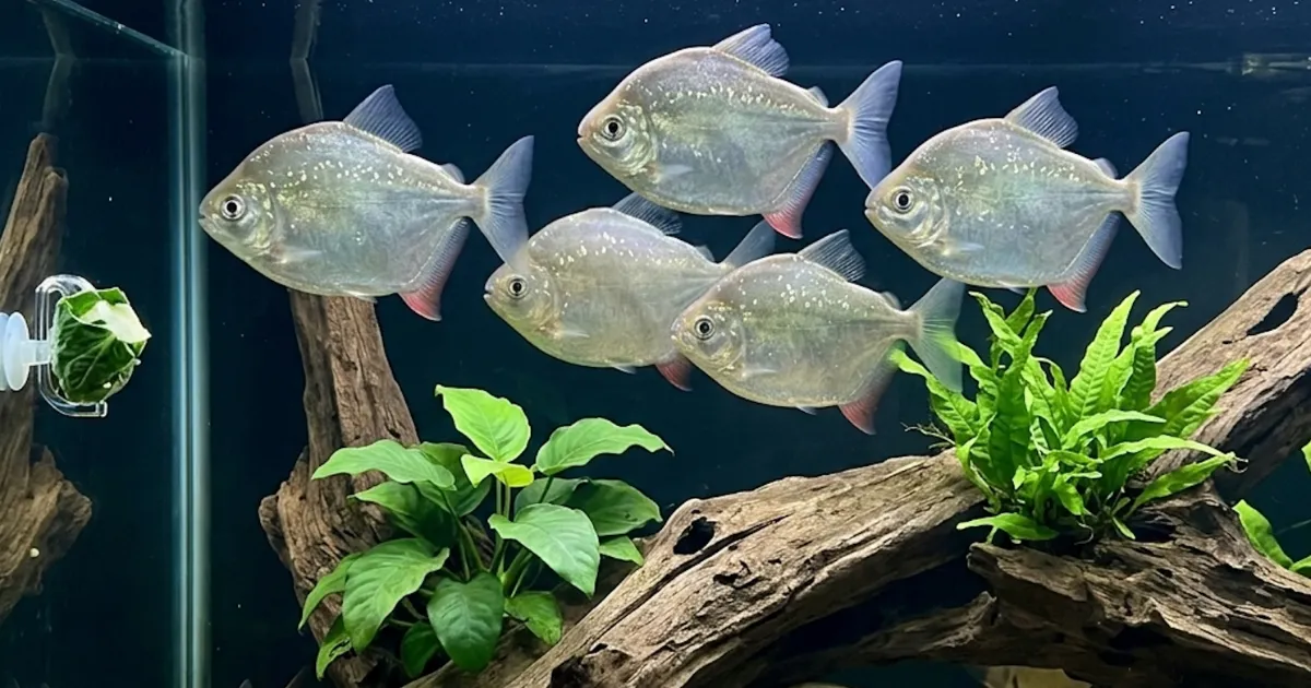 Silver Dollars: Complete Guide to Setup, Diet, and Temperament