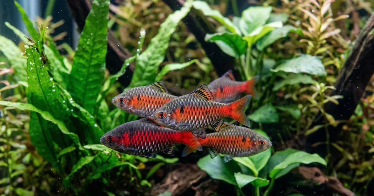 Odessa Barbs: Complete Guide to Setup, Breeding, and Diet
