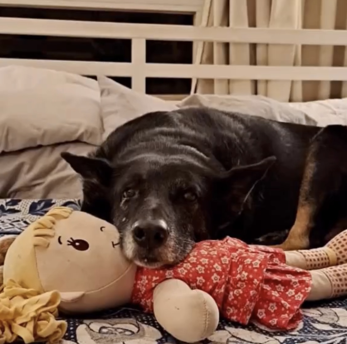 The Dog Who Protected Me Back