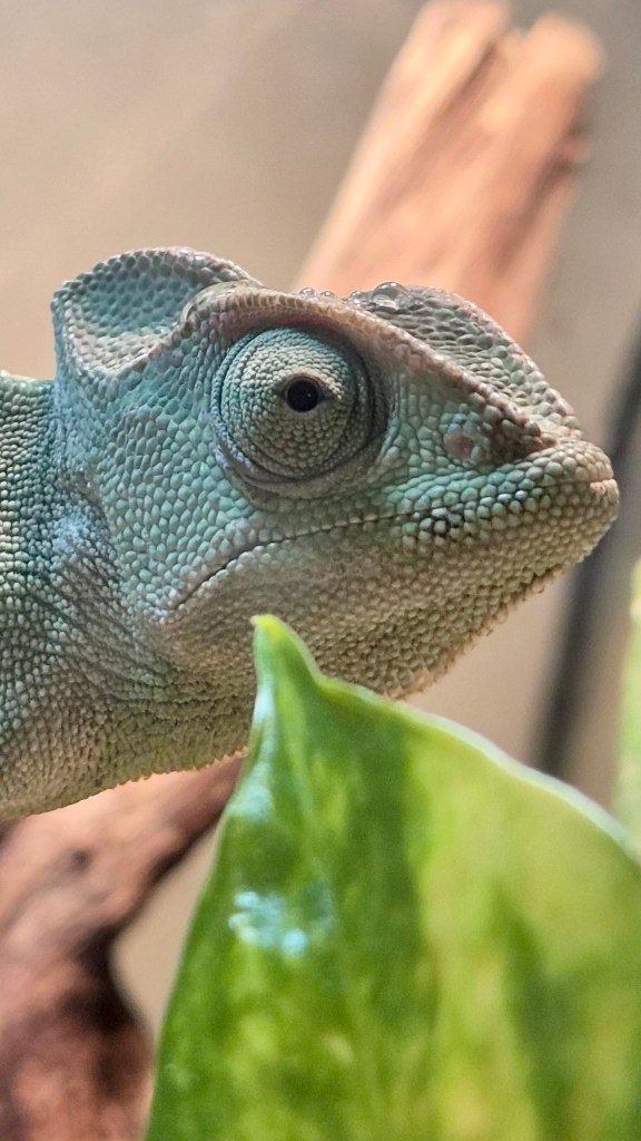 Cosmo African chameleon