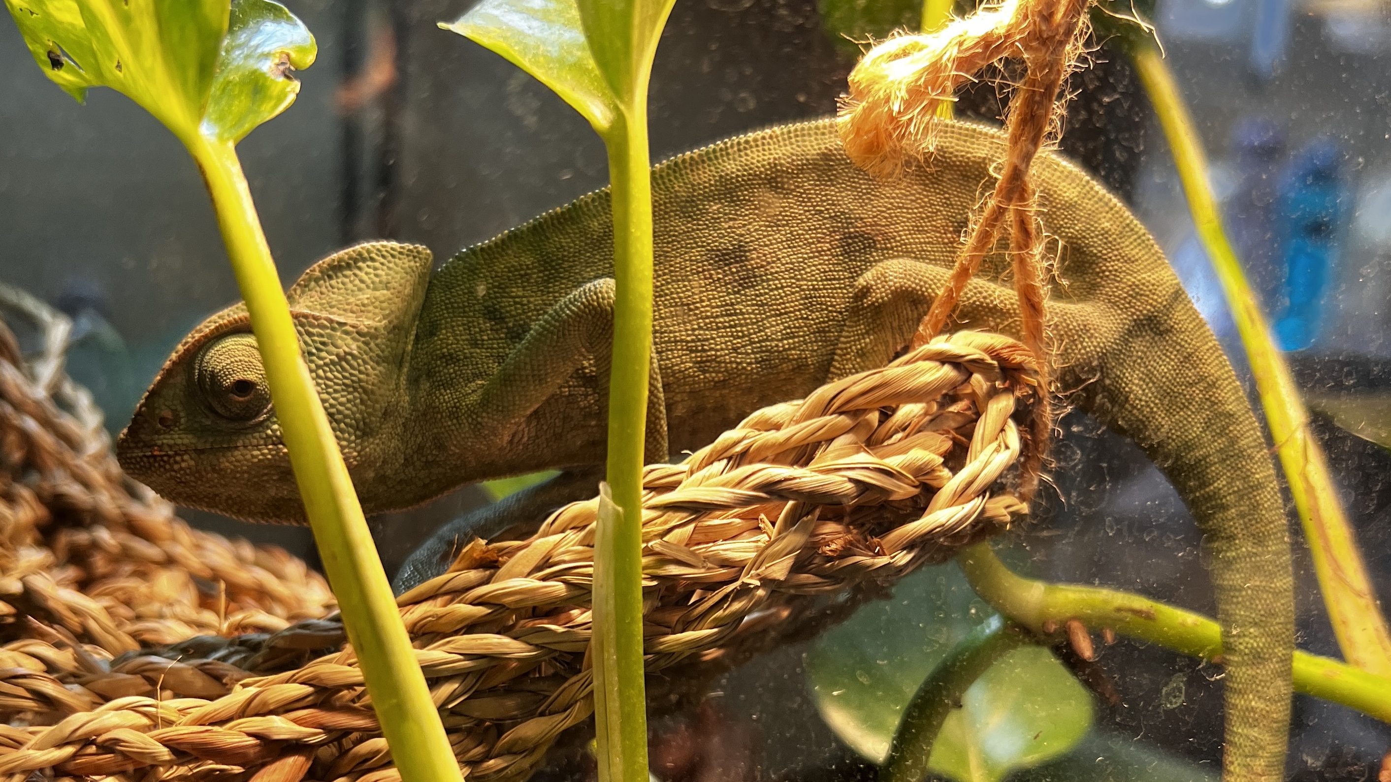 Cosmo the chameleon. unloved animals article