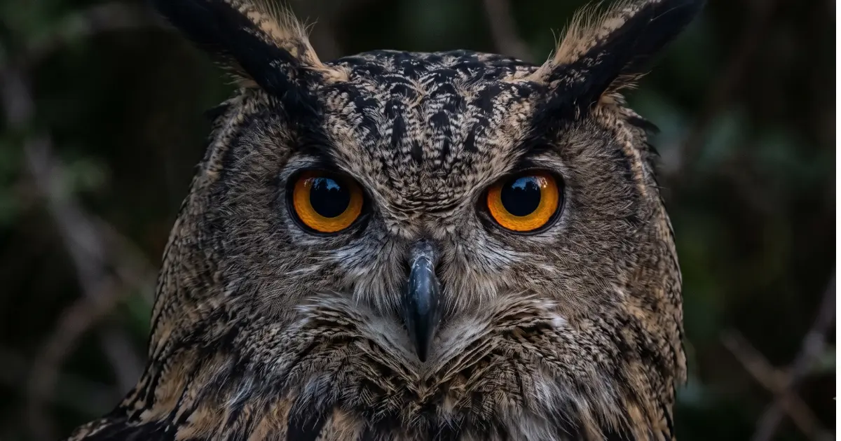 Owls