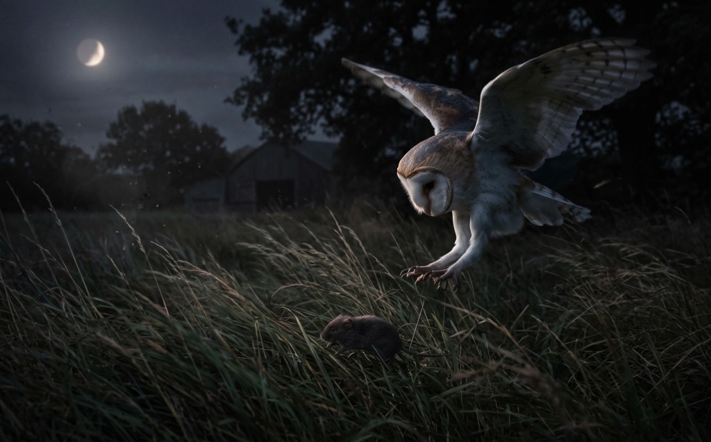 hunt
