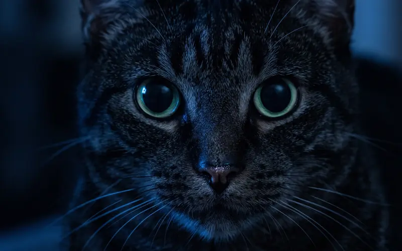cats throughout history
