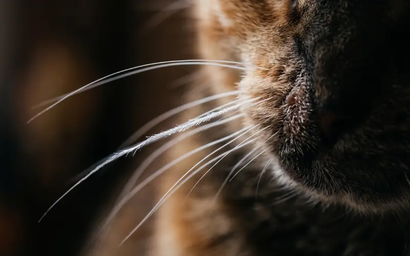 cats throughout history