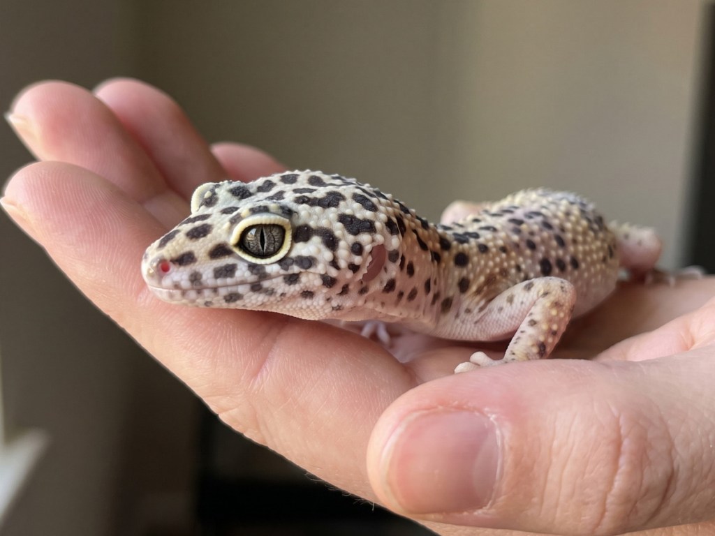 1 beginner friendly leopard gecko
