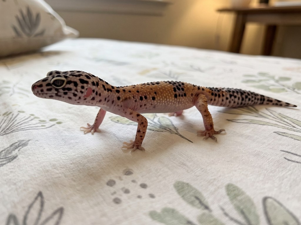 6 My Experience with leopard geckos