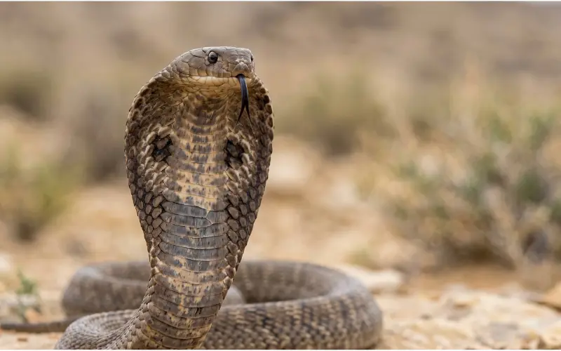 Cobra