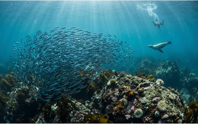 Elnino marine life