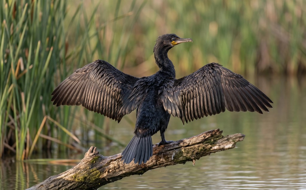FB African Cormorant