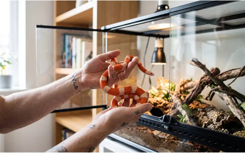 Pet snake