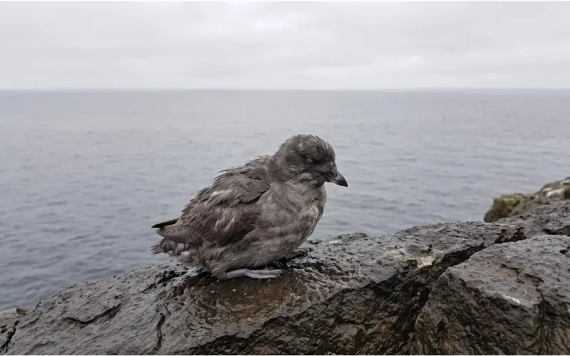 El Niño Sea birds