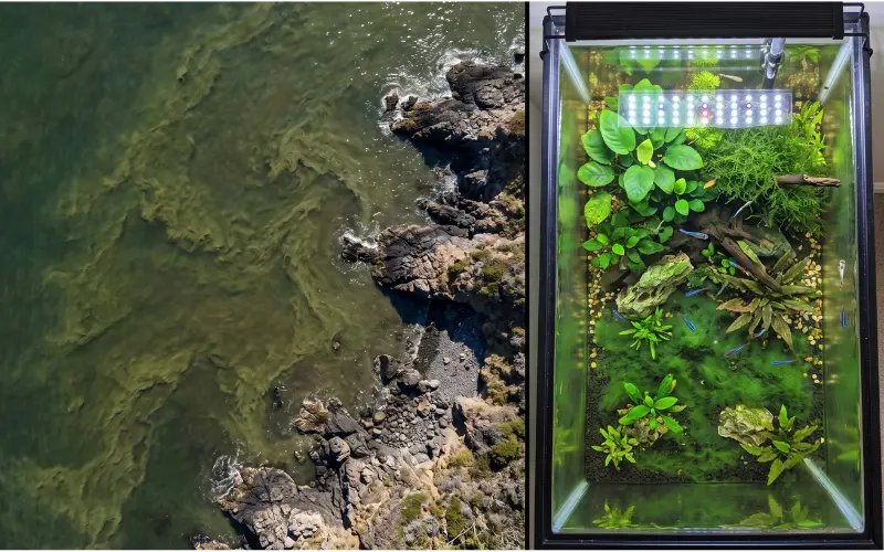 algal and algae bloom