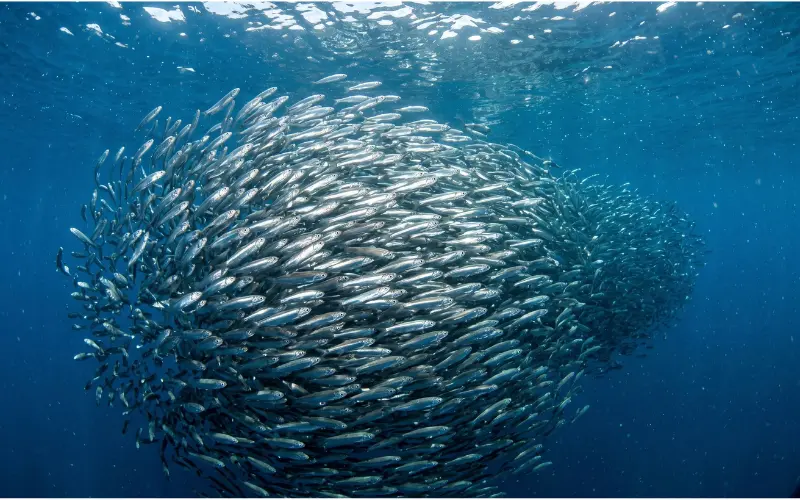 forage fish