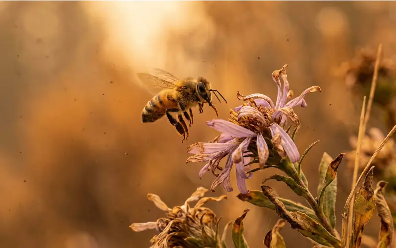 insects bees