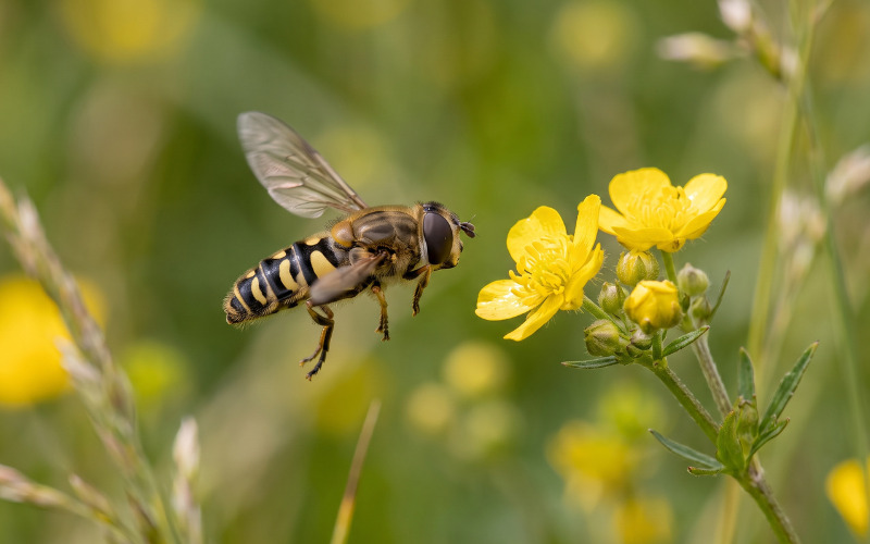 Hoverflies