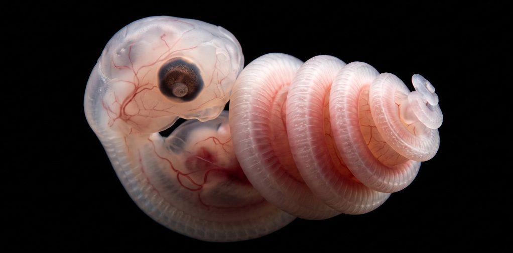 Snake Embryo Coiling:  The Egg’s Twisted Secret